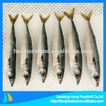 Замороженная скумбрия Рыба из Китая Поставщик морепродуктов